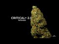 Critical + 2.0 - Dinafem Seeds