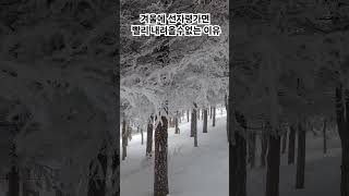 겨울 선자령 가면 빨리 내려올수없는 이유 #선자령 #동계백패킹