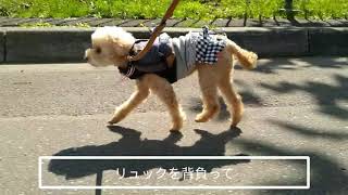 今日のお散歩動画リュックを背負うきなこ