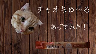 ねこちゃんにチャオピュアちゅ〜るをあげてみた。