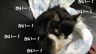 痒いとモンスター化する犬！もう誰も止められない！！