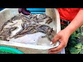 taiwanese street food live giant river prawns shrimp in taiwan鮮活巨大泰國蝦