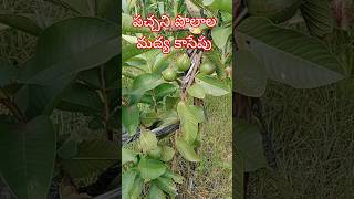 పచ్చని పొలాల మద్య కాసేపు #farmingphotography #telugu #farmslife #villagelife