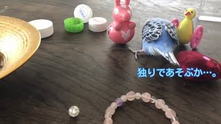 ママが遊んでくれないので、ふて寝するセキセイインコさん【うめちやわん】