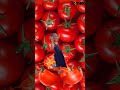 🌈tomatoes 🍅 shortvideo short tomatoes tomato