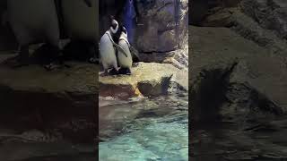 ペンギンのごはんタイム #すみだ水族館 #sumidaaquarium #penguin #水族館 #aquarium