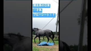 【競走馬の日常】#サラブレッド #牧場 #競馬 #馴致