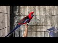 rosella rump parrot care and breeding tips rosella rump கிளி வளர்ப்பு மற்றும் இனப்பெருக்கம் முறை...