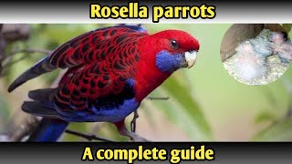 Rosella rump parrot care and breeding tips//Rosella rump கிளி வளர்ப்பு மற்றும் இனப்பெருக்கம் முறை...