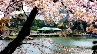 浜離宮恩賜庭園-2016春-桜見納め【東京探索】