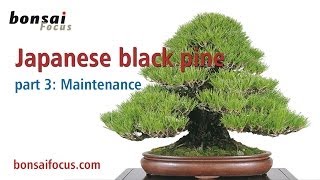 The Japanese black pine PART 3 MAINTENANCE AND CARE