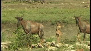 Newborn Tsetsebe Calf in Kruger National Park.