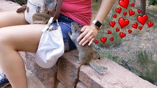 Cute squirrel video - Sammy the Squirrel 😻