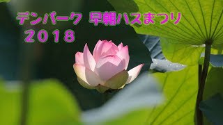 デンパーク 早朝ハスまつり ２０１８