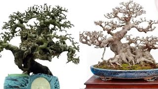 35 Inspirasi Bonsai Asia