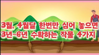 3월, 4월달 한번만 심어 놓으면 3년~6년 공짜로 먹는 작물, 저렴한 비용, 좁은 땅 재배, 비탈진 땅 재배 100프로 성공하는 작물 4가지(농사의신)