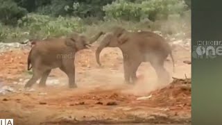 കാടിറങ്ങുന്ന ഭീതി; മൂന്നാറിൽ കാട്ടാനകൾ ഏറ്റുമുട്ടുന്ന ദൃശ്യങ്ങൾ