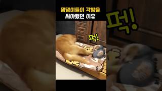 작은 댕댕이가 리트리버랑 사이좋게 한침대 쓰다 못참고 폭발한 이유 #강아지 #동물