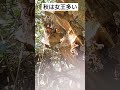 秋はスズメバチ多いね！