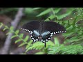 spicebush swallowtail butterfly papilio troilus