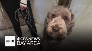 San Francisco "dog court" set to reopen amid a growing backlog of dog attack cases.