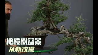 百年树龄橄榄树盆景，从新改做全教程