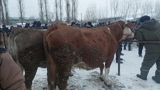 Tergachi mol bozori va ģunajinlar narhlari bilan tanishing 20.12.2024yil