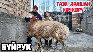 ТАЗА АРАШАН КОЧКОР САТЫЛАТ @Aalamkabar97 #kyrgyzstan