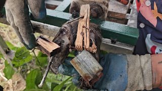 Cow Hoof Expert! Deep Cleaning a Cow's Hoof Screw and Wood Stuck, Cut, Trimmed, and Nailed