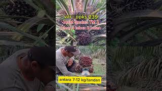 panen ppks 239 umur 3 tahun 2 bulan