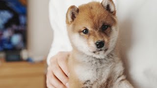 [Mameshiba] We welcomed a 2-month-old puppy!