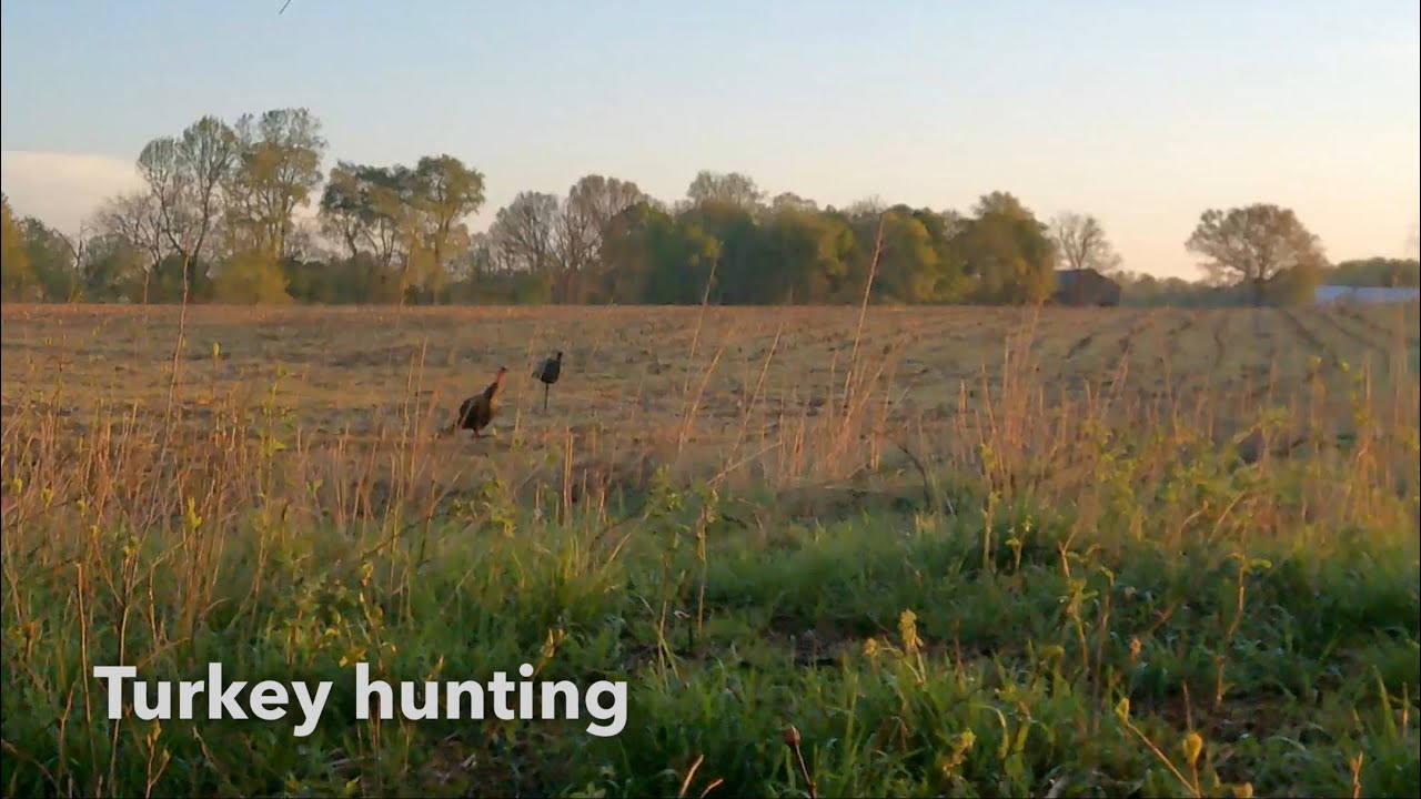 Turkey Hunting Youtube