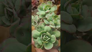 Echeveria 'Peach Pride' эхеверия Пичпрайд #succulents