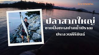 ปลาสากยักษ์ ชายฝั่งปากน้ำปราณบุรี