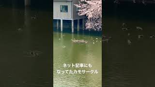 【なんで？】ぐるぐる回るカモたち #shorts #animals