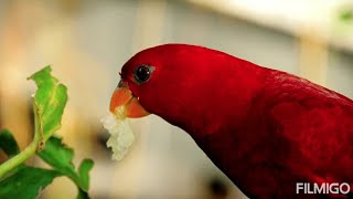 লাল এবং হলুদ টিয়া পাখি দেখুন।Red and yellow parrot.Beautiful birds video.