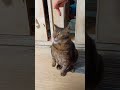 実家のてんかん持ちの猫が立った shorts cat 保護猫 猫のいる暮らし 猫好きさんと繋がりたい ねこ cute