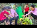 single mother: picking wild bananas to sell: worried, when daughter is about to start primary school