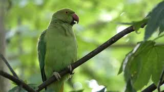 Jeune Perruche à collier   Psittacula krameri