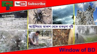 Australia spiders rain | অস্ট্রেলিয়ায় আকাশ থেকে মাকড়সা বৃষ্টি | Australian spiders | Window of BD