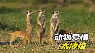 動物愛情：狐獴約會負心漢情郎慘遭驅逐；黑猩猩幽會首領女兒 #gentleman探案 #电影 #电影解说 #影视 #影视解说