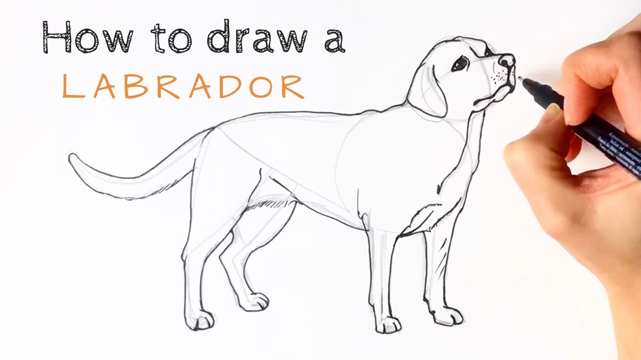 How To Draw A Labrador - YouTube