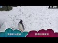 27年最狂寒流！　英國動物園被迫關閉　小企鵝在無人園區high翻：是雪耶～