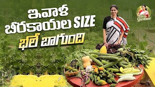 My Farm Harvest /కొత్తవి వచ్చాయి , పాతవి పోయాయి  @MADGARDENER