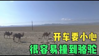 穷游新疆，公路边一群一群的骆驼，路过要小心