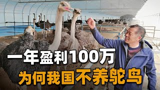 一只卖到上万，一年盈利100万，为何鸵鸟在国内很少有人养？【知识TNT】