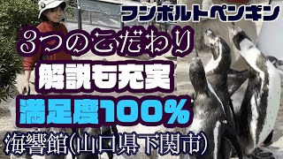 【♡】フンボルトペンギン特別保護区の３つのこだわり🐧海響館のエサ時間は満足度100%🐧 #penguin #animals #kawaii