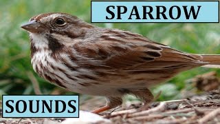 Sparrow Chirping Sounds Sound Effect Calls Birds Bird Songs Noises for Kids Animal Cats Dogs Listen