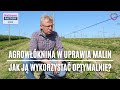 Agrowłóknina w uprawia malin. Jak ja wykorzystać optymalnie?