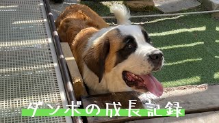 セントバーナード　7ヶ月　成長記録　ささみ　しつけ　大型犬